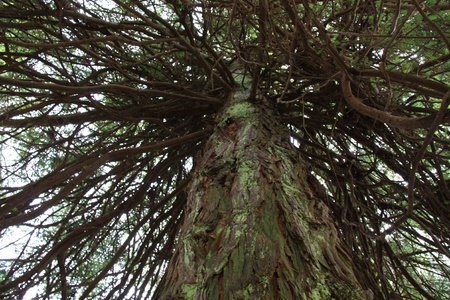 Bushy treeの写真素材