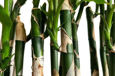 A closeup of a green bamboo sprig grown indoor. This set can be called lucky bamboo by the eastern tradition, in this way, it is said that its cultivation increases the flow of positive energy (chi), it is also a symbol of prosperity, flexibility and strength.の写真素材