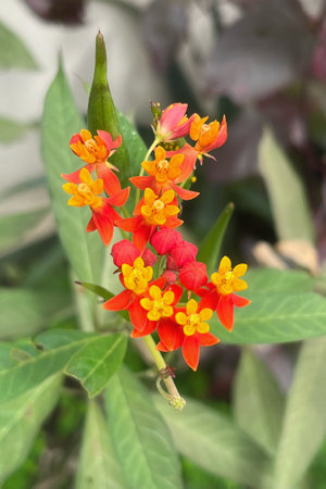 Beatiful and colorful picture of a blooming Silky Deep Red sprig took during daylight in a home...