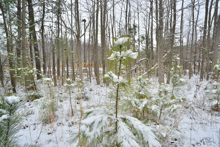 frozen pineの写真素材