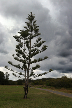 Lone Pine tree with a stormy background and a path running along side leading off into the distanceの写真素材