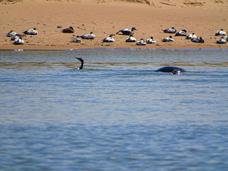 Cormorant At The Beach Newburgh, Scottland, June 2018の写真素材