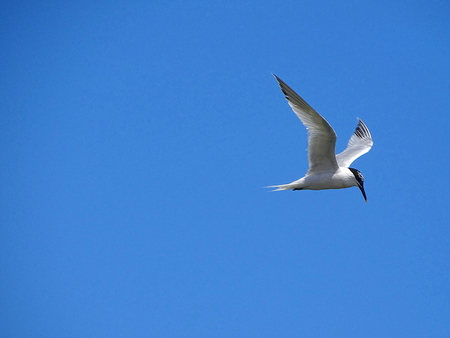 Seagulls At The Beach Newburgh, Scotland, June 2018