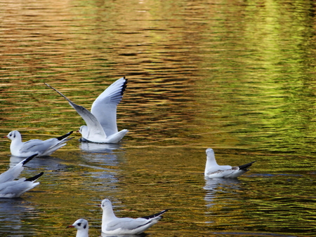 gulls on autumn seaの写真素材