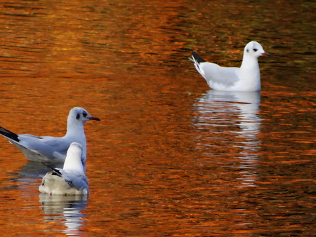 gulls on autumn seaの写真素材