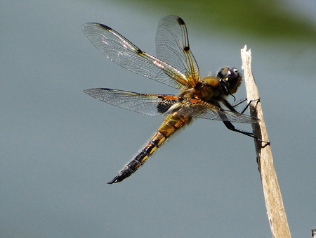 Dragonfly is resting on the lake in the Eifelの写真素材