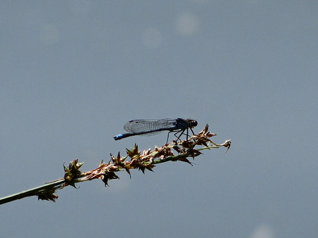Dragonfly is resting on the lake in the Eifel
