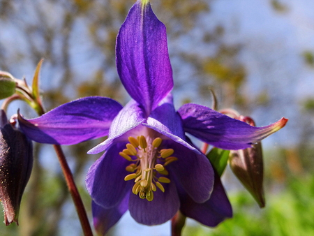 purple flower in the field at Geismar, Kellerwald, Ederseeの写真素材