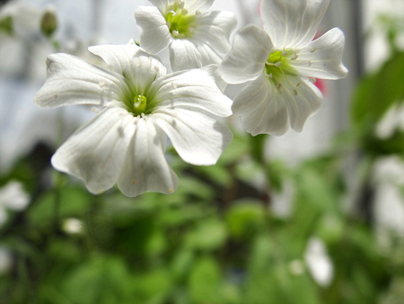 White flowers in the field, Kellerwald, Ederseeの写真素材