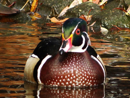 male bridal duck is having fun at the pond in Neuss city gardenの写真素材