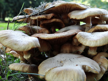 mushrooms sprout from the autumn forest floorの写真素材