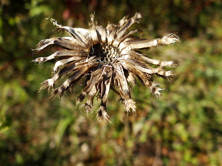 prickly thistle in the meadow, Kellerwald, Ederseeの写真素材