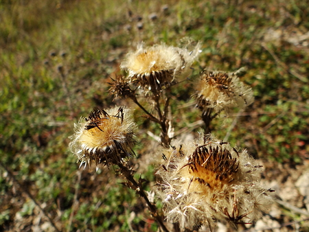 prickly thistle in the meadow, Kellerwald, Ederseeの写真素材