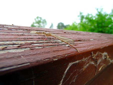 Beautiful Dragonfly is resting on the lake at Kellerwald Ederseeの写真素材