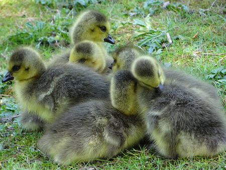 Canada goose with offspring at the city garden, Neuss