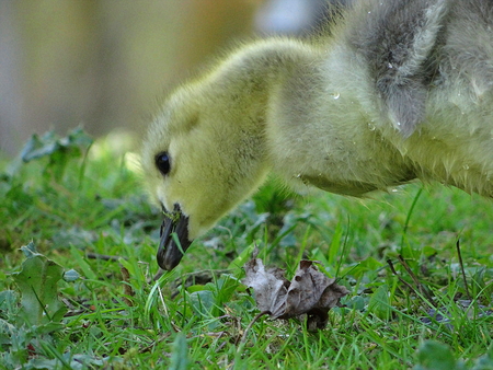 Canada goose with offspring at the city garden, Neussの写真素材