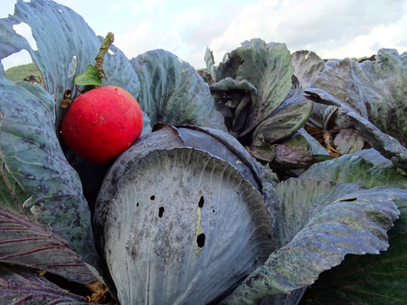 Apple on a cabbage on the field at Geismar, Edersee, Kellerwaldの写真素材