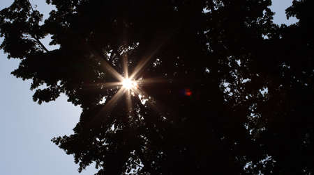 Sun stars shine through the foliageの写真素材