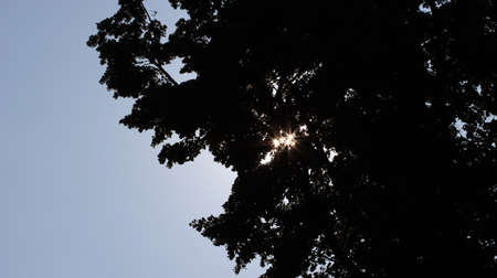 Sun stars shine through foliageの写真素材