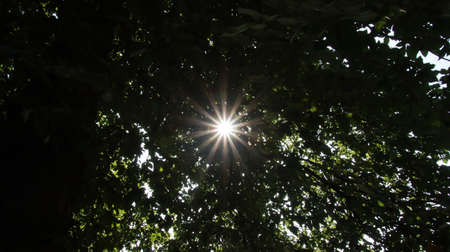 Sun stars shine through the foliageの写真素材