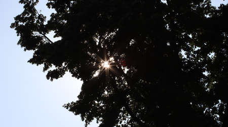 Sun stars shine through foliageの写真素材