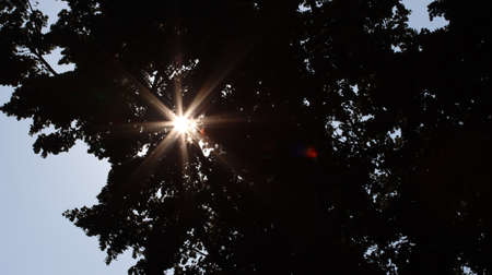Sun stars shine through foliageの写真素材