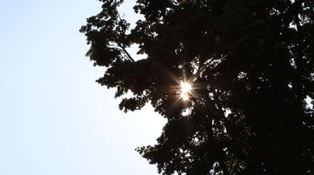 Sun stars shine through foliageの写真素材