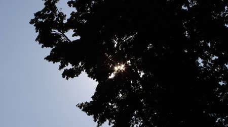 Sun stars shine through foliageの写真素材
