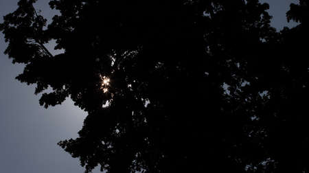 Sun stars shine through foliageの写真素材