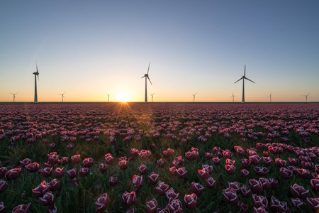 Modern windmills providing renewable energy for modern agriculture. A setting sun highlights the typical Dutch tulip fields.の写真素材