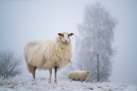 A curious sheep in a frozen wintry scene.の写真素材