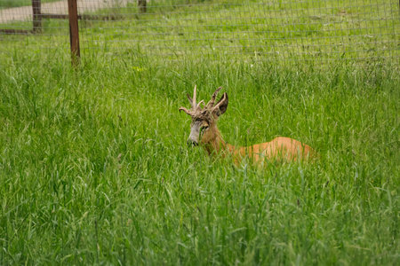 Roe deer in the grassの写真素材