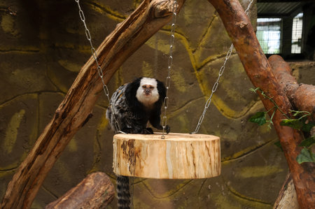 Pale-faced sakiの写真素材