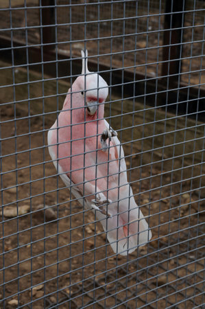 Pink parrot in a cageの写真素材