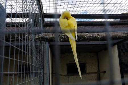 Yellow parrot on a branchの写真素材