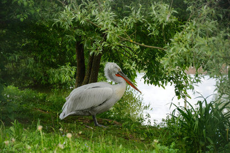 pelican near the river in summerの写真素材