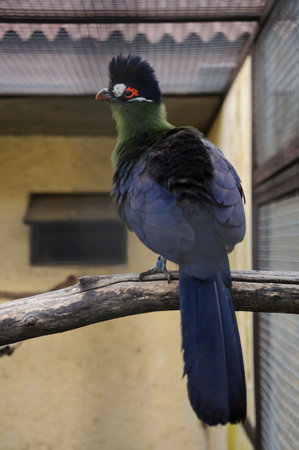 Blue-crested turaco on a branchの写真素材