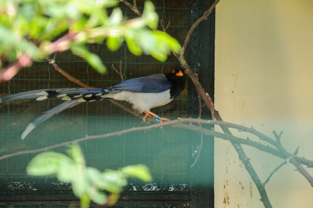 Red-billed blue magpie on a branchの写真素材