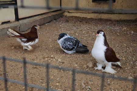 purebred pigeons on the farmの写真素材