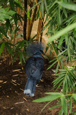 Fan-nosed crowned pigeon on the farmの写真素材