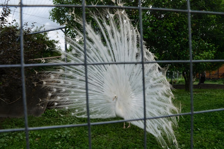 The white peacockの写真素材