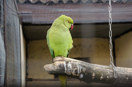 A green parrot on a branchの写真素材