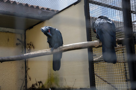 Black cockatoos on the farmの写真素材