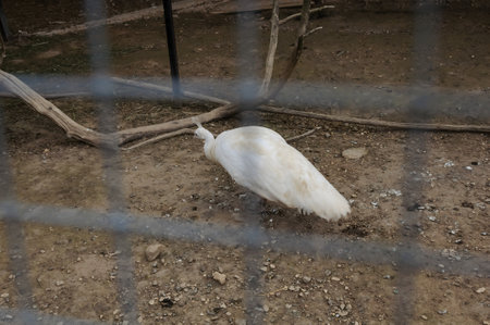 The white peacock on the farmの写真素材