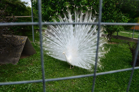 The white peacockの写真素材