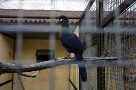 Blue-crested turaco on a branchの写真素材