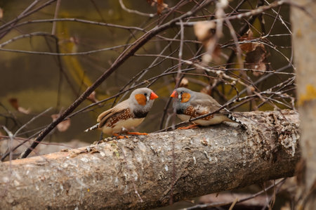 Two birds on a branchの写真素材