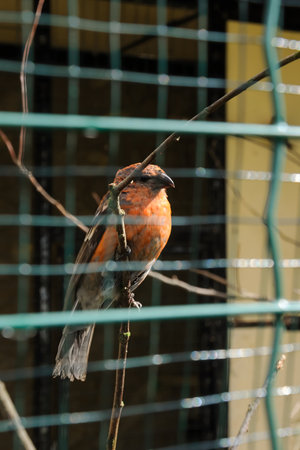 A fir tree in a cageの写真素材
