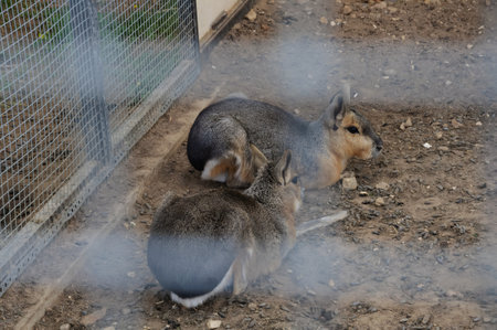 The Patagonian mare on the farmの写真素材