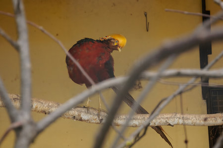 golden pheasant on a branchの写真素材